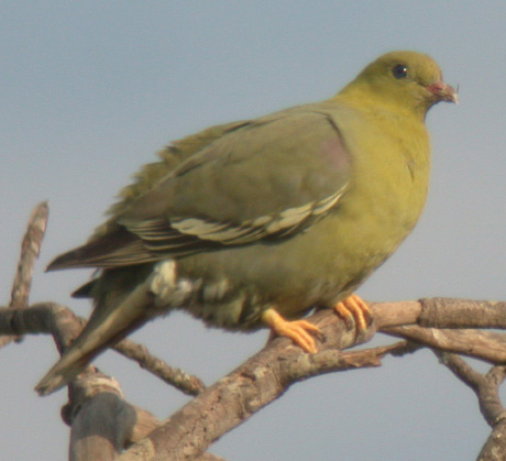 Treron australis